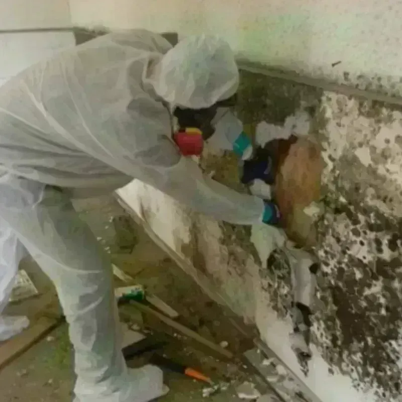 Mold Remediation and Removal in Saint Peter, MN